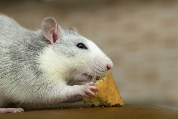 L’efficacité des pièges à rat face à la lutte contre les rongeurs
